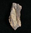 Partial Triceratops Tooth - #4461-1